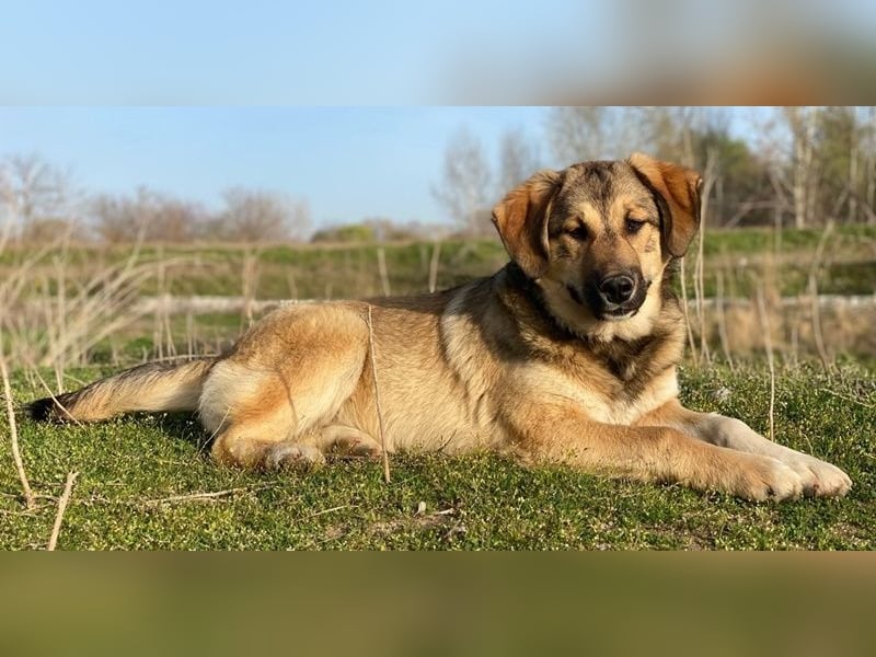 Pola, geb. ca. 09/2024, lebt in GRIECHENLAND, im städt. Tierheim Serres