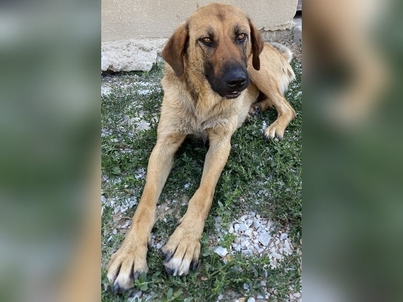 Xawi, geb. ca. 12/2019, lebt in GRIECHENLAND, im städt. Tierheim Serres