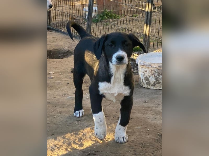 Pinot Noir, geb. ca. 08/2025, lebt in GRIECHENLAND, auf einer privaten Pflegestelle