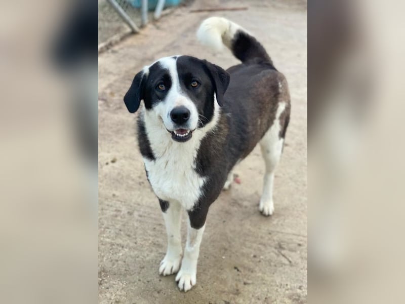 Aquata, geb. ca. 01/2023, lebt in GRIECHENLAND, im städt. Tierheim Serres