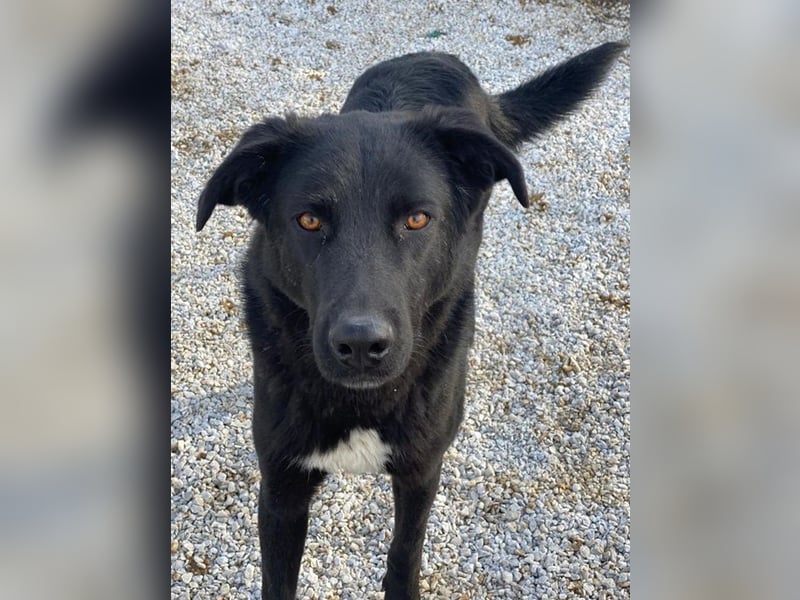 Acero, geb. ca. 01/2019, lebt in GRIECHENLAND, im städt. Tierheim Serres