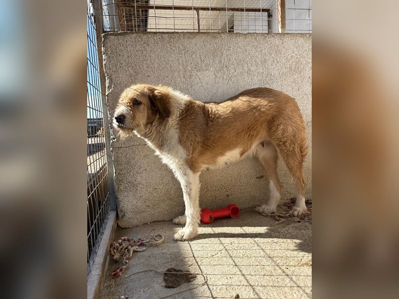 Yennefer, geb. ca. 05/2024, lebt in GRIECHENLAND, im städt. Tierheim Serres