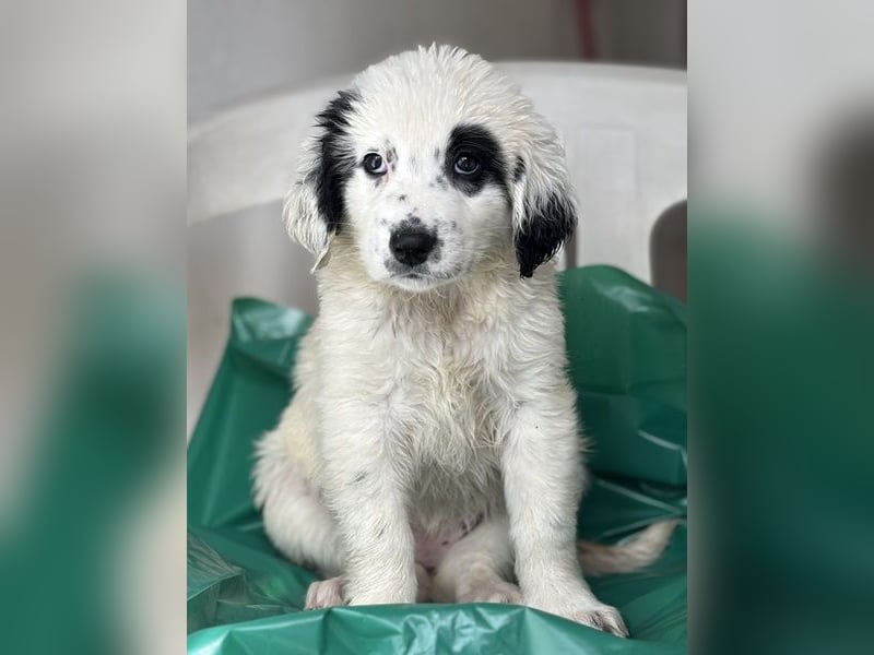 Binx, geb. ca. 02/2026, lebt in GRIECHENLAND, im städt. Tierheim Serres