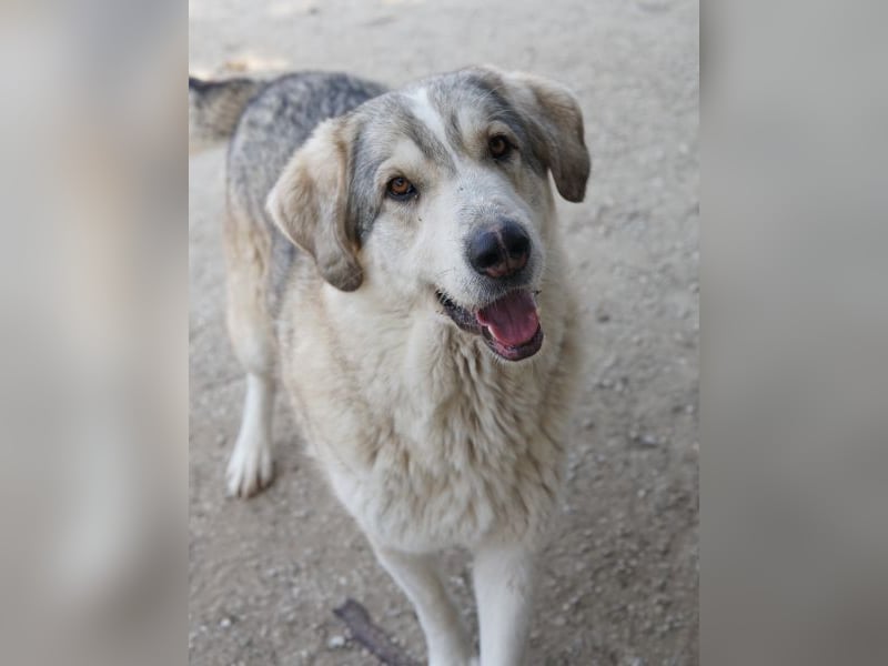 Lykos, geb. ca. 12/2023, lebt in GRIECHENLAND, im städt. Tierheim Serres