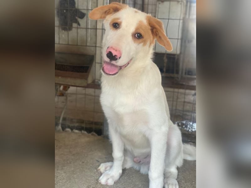 Miko, geb. ca. 02/2025, lebt in GRIECHENLAND, im städt. Tierheim Serres