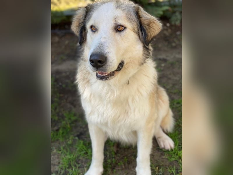 Winnie, geb. ca. 12/2023, lebt in GRIECHENLAND, auf einer privaten Pflegestelle