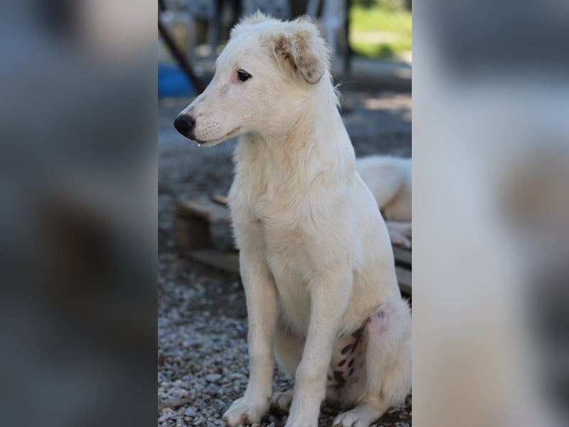 Skippy, geb. ca. 05/2022, lebt in GRIECHENLAND, im städt. Tierheim Serres