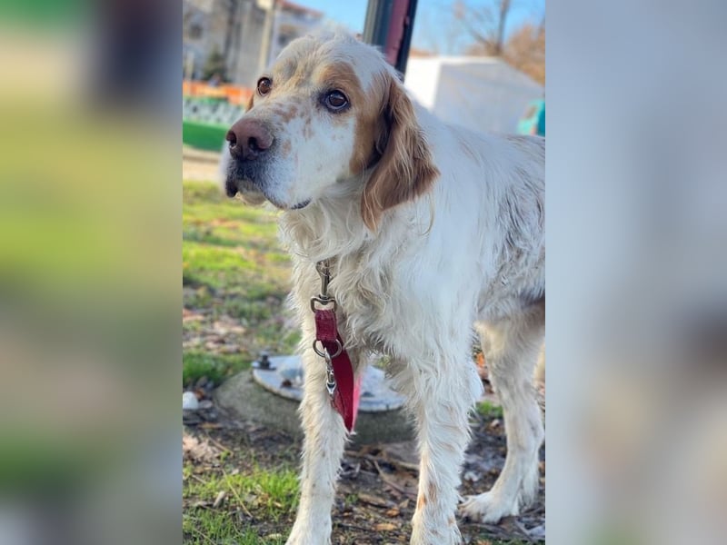 Mael, geb. ca. 01/2021, lebt in GRIECHENLAND, auf einer privaten Pflegestelle