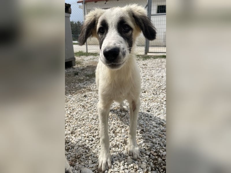 Bo, geb. ca. 05/2022, lebt in GRIECHENLAND, im städt. Tierheim Serres
