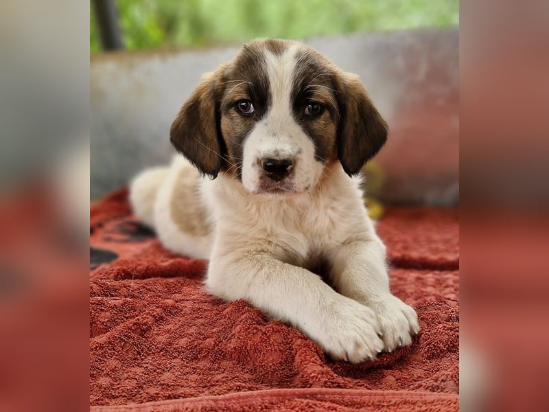 Willa, geb. ca. 01/2024, lebt in GRIECHENLAND, auf einer privaten Pflegestelle