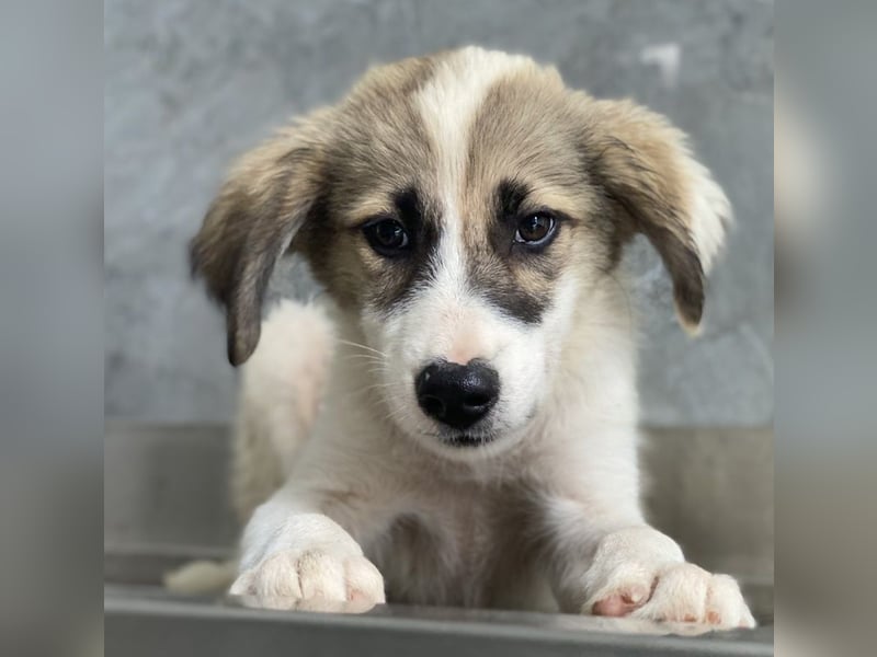 Malea, geb. ca. 04/2024, lebt in GRIECHENLAND, im städt. Tierheim Serres