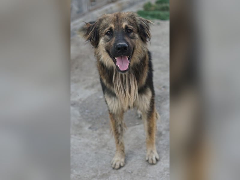 Felix, geb. ca. 03/2024, lebt in GRIECHENLAND, im städt. Tierheim Serres