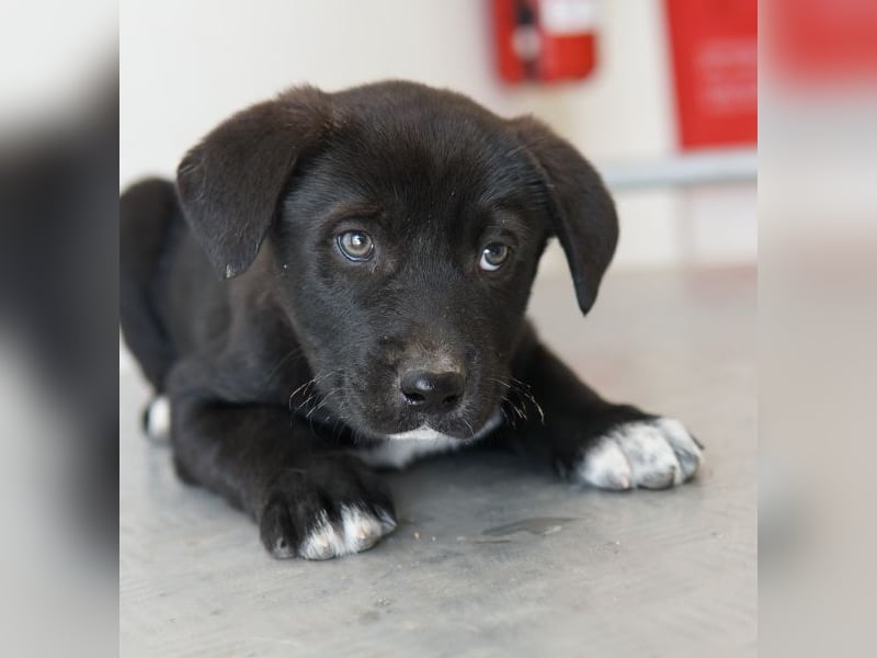 Jula, geb. ca. 12/2025, lebt in GRIECHENLAND, auf einer privaten Pflegestelle