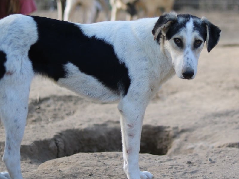 Mona, geb. ca. 01/2024, lebt in GRIECHENLAND, auf einer privaten Pflegestelle