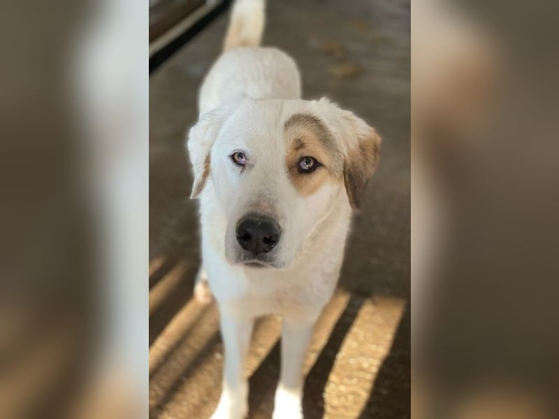 Alfons, geb. ca. 02/2024, lebt in GRIECHENLAND, im städt. Tierheim Serres