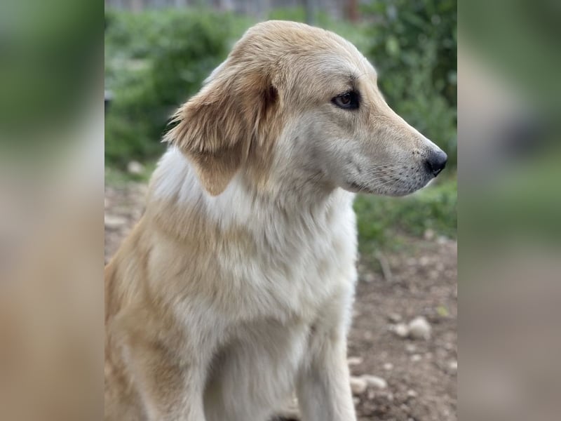 Giannis, geb. ca. 07/2022, lebt in GRIECHENLAND, im städt. Tierheim Serres