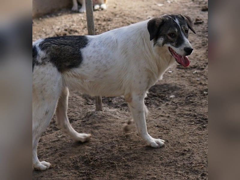 Vanessa, geb. ca. 05/2022, lebt in GRIECHENLAND, auf einer privaten Pflegestelle