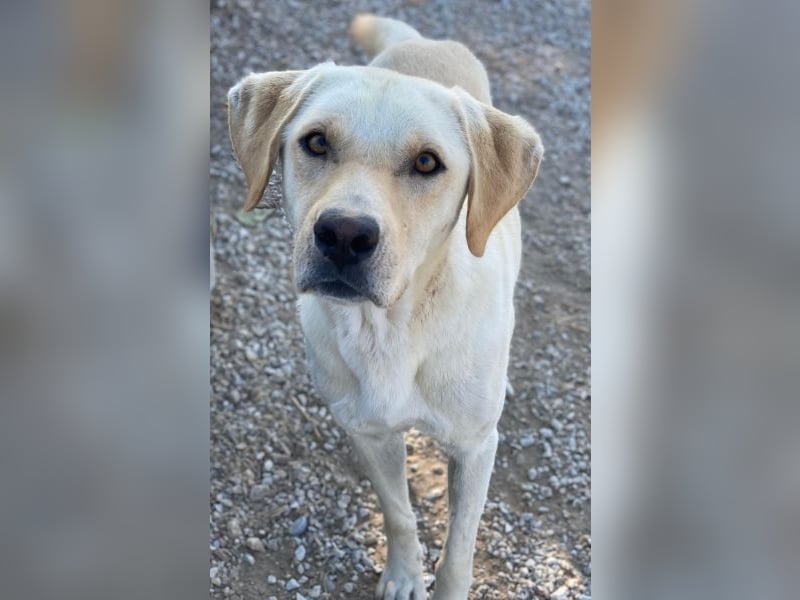 Boq, geb. ca. 07/2023, lebt in GRIECHENLAND, im städt. Tierheim Serres