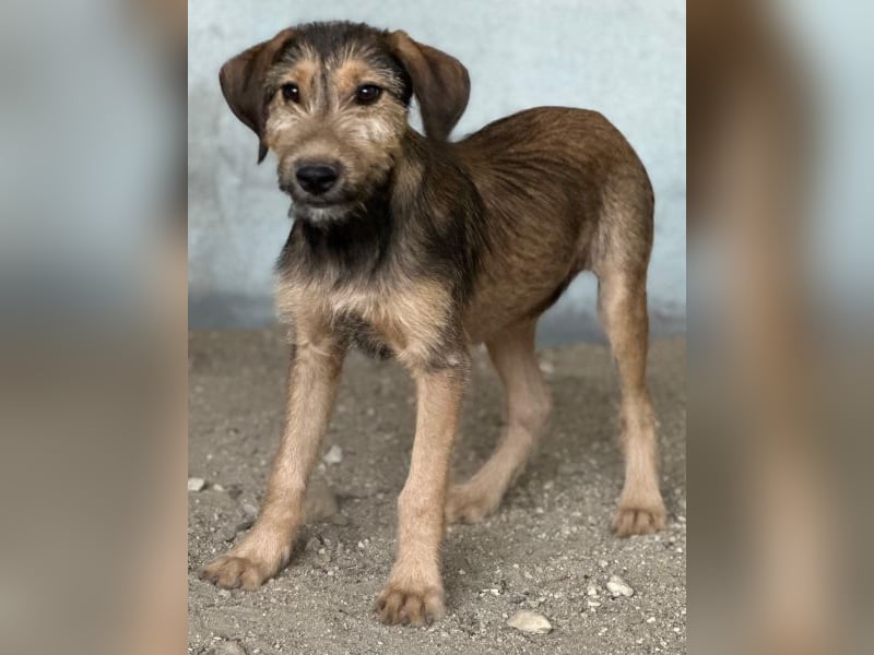 Woody, geb. ca. 02/2026, lebt in GRIECHENLAND, im städt. Tierheim Serres