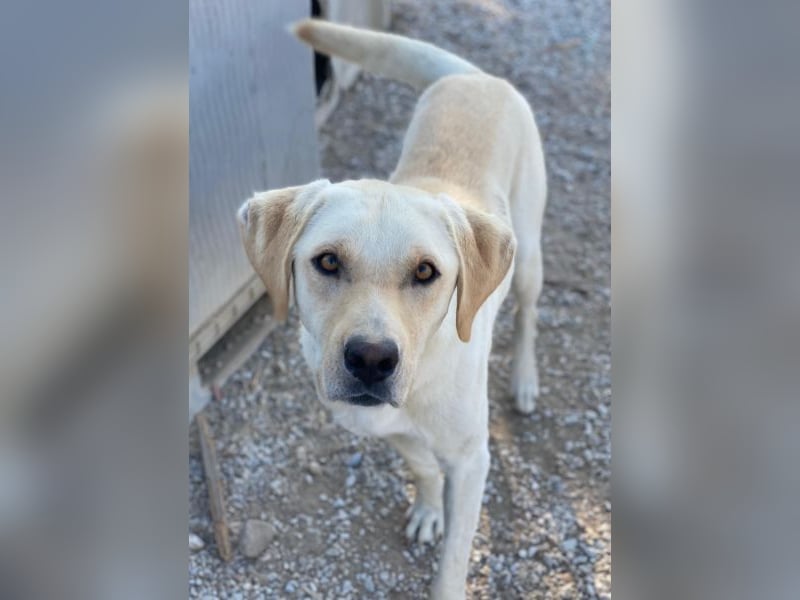 Boq, geb. ca. 07/2023, lebt in GRIECHENLAND, im städt. Tierheim Serres