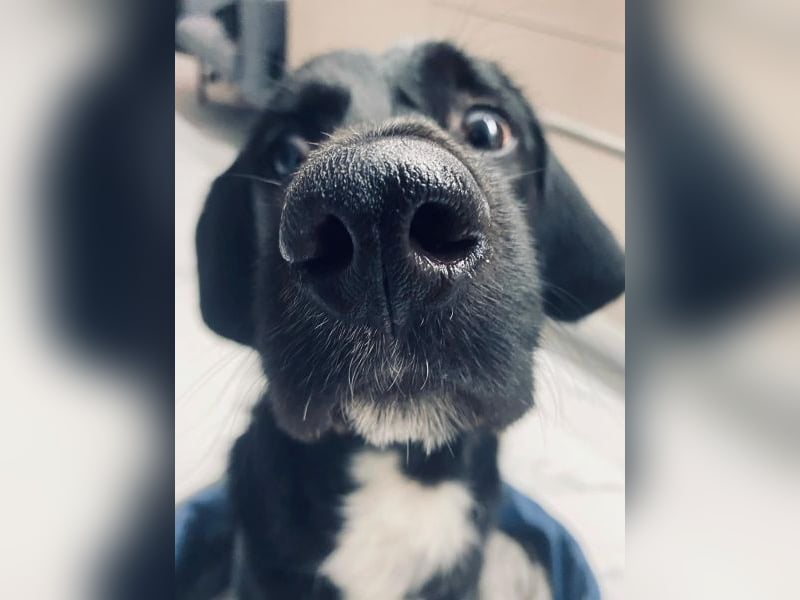 Emrys, geb. ca. 10/2020, lebt in GRIECHENLAND, auf einer privaten Pflegestelle