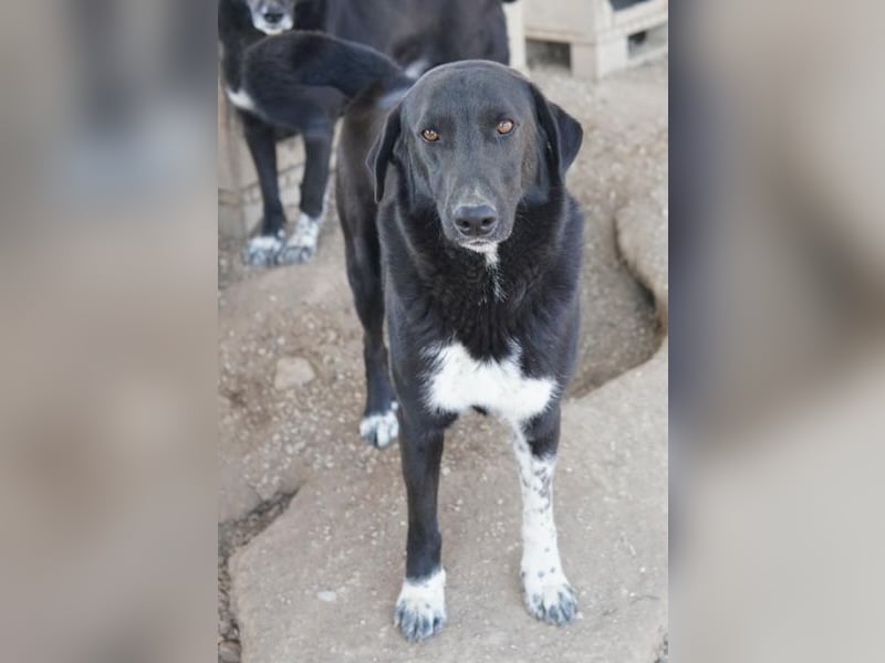 Frizelbliz, geb. ca. 03/2021, lebt in GRIECHENLAND, im städt. Tierheim Serres