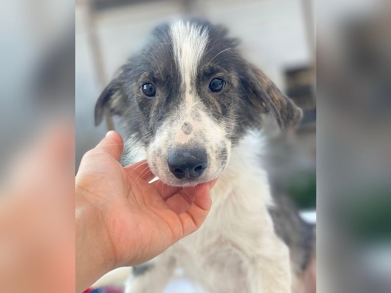 Yari, geb. ca. 05/2025, lebt in GRIECHENLAND, im städt. Tierheim Serres