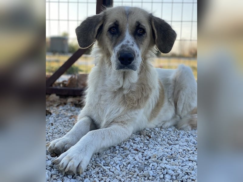 Meraki, geb. ca. 03/2019, lebt in GRIECHENLAND, im städt. Tierheim Serres