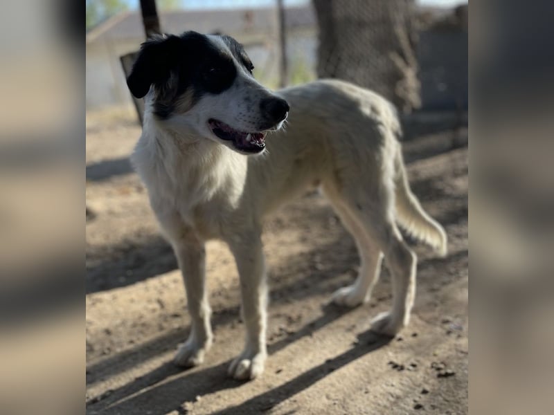 Vivia, geb. ca. 03/2023, lebt in GRIECHENLAND, im städt. Tierheim Serres