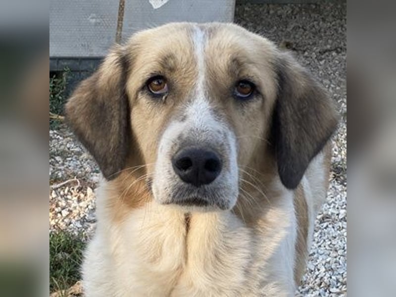 Clementini, geb. ca. 03/2019, lebt in GRIECHENLAND, im städt. Tierheim Serres