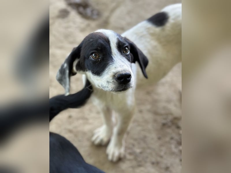 Utha, geb. ca. 02/2025, lebt in GRIECHENLAND, auf einer privaten Pflegestelle