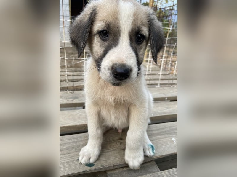 Carlo, geb. ca. 08/2022, lebt in GRIECHENLAND, auf einer privaten Pflegestelle