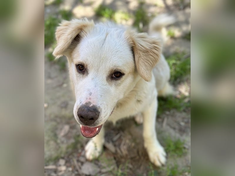 Malu, geb. ca. 07/2024, lebt in GRIECHENLAND, auf einer privaten Pflegestelle