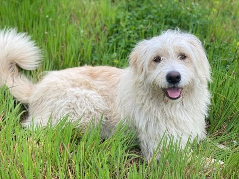 Wuschel, geb. ca. 09/2024, lebt in GRIECHENLAND, im städt. Tierheim Serres