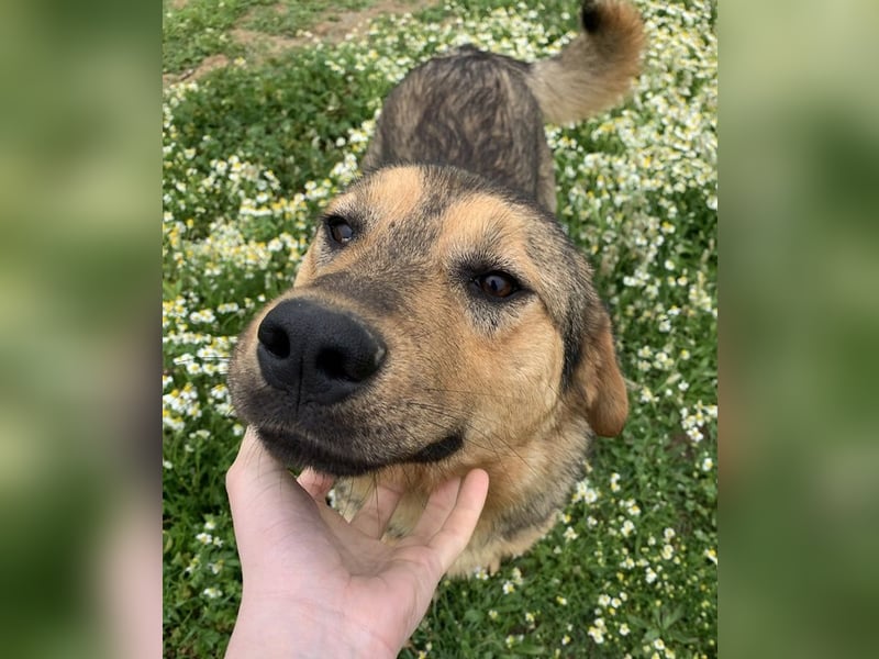 Bruno, geb. ca. 05/2020, lebt in GRIECHENLAND, auf einer privaten Pflegestelle