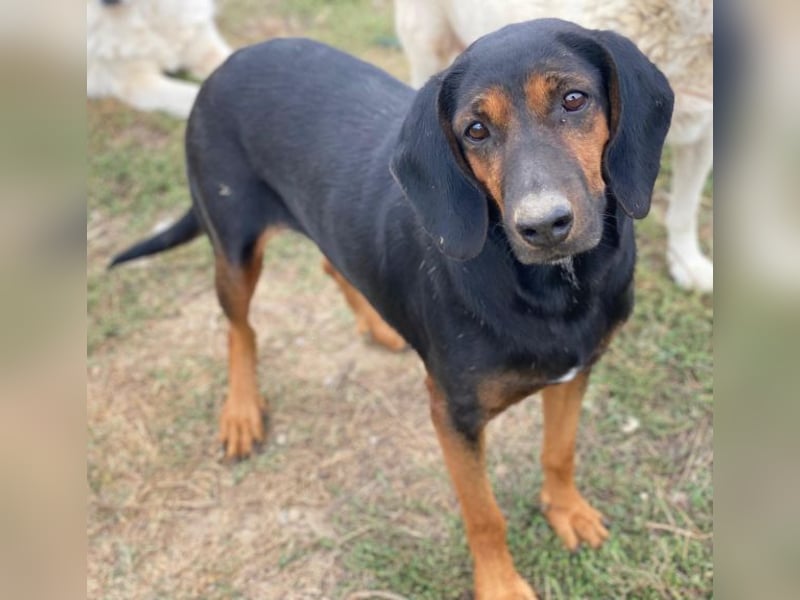 Priska, geb. ca. 08/2021, lebt in GRIECHENLAND, im städt. Tierheim Serres