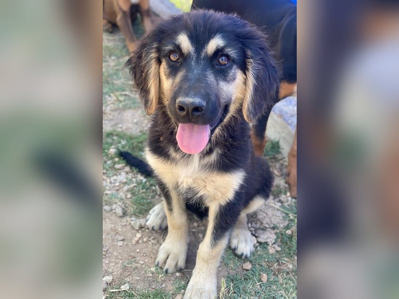 Quana, geb. ca. 02/2025, lebt in GRIECHENLAND, auf einer privaten Pflegestelle