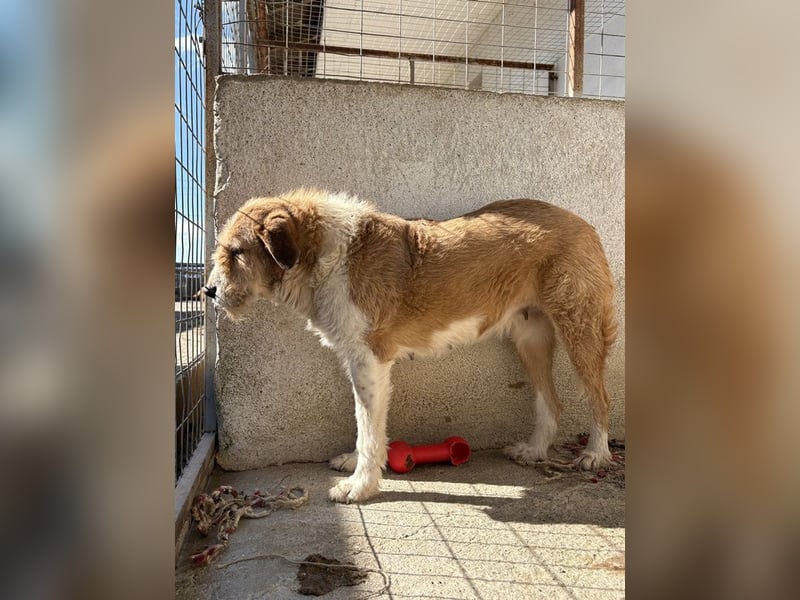 Yennefer, geb. ca. 05/2024, lebt in GRIECHENLAND, im städt. Tierheim Serres