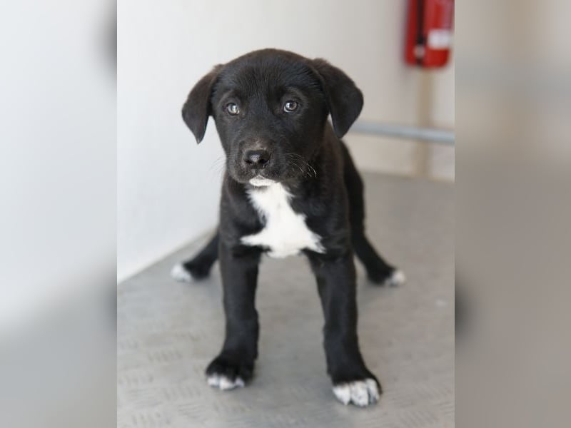 Jula, geb. ca. 12/2025, lebt in GRIECHENLAND, auf einer privaten Pflegestelle