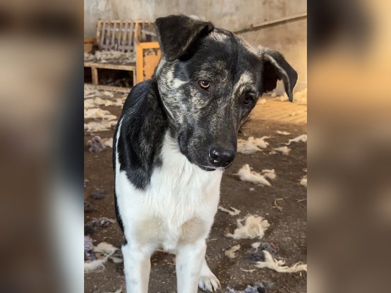 Kaiser, geb. ca. 12/2023, lebt in GRIECHENLAND, auf einem Gelände, Hunde werden notdürftig versorgt