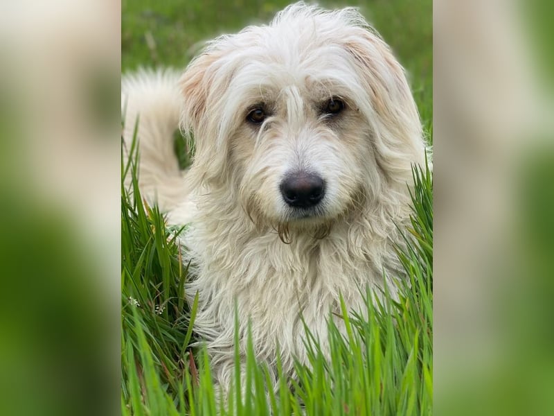 Wuschel, geb. ca. 09/2024, lebt in GRIECHENLAND, im städt. Tierheim Serres