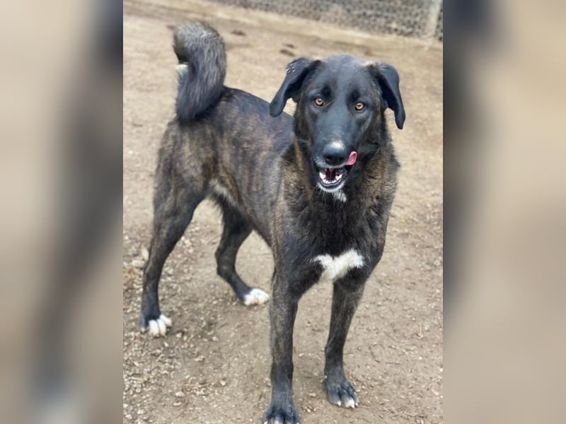 Niabi, geb. ca. 05/2023, lebt in GRIECHENLAND, im städt. Tierheim Serres