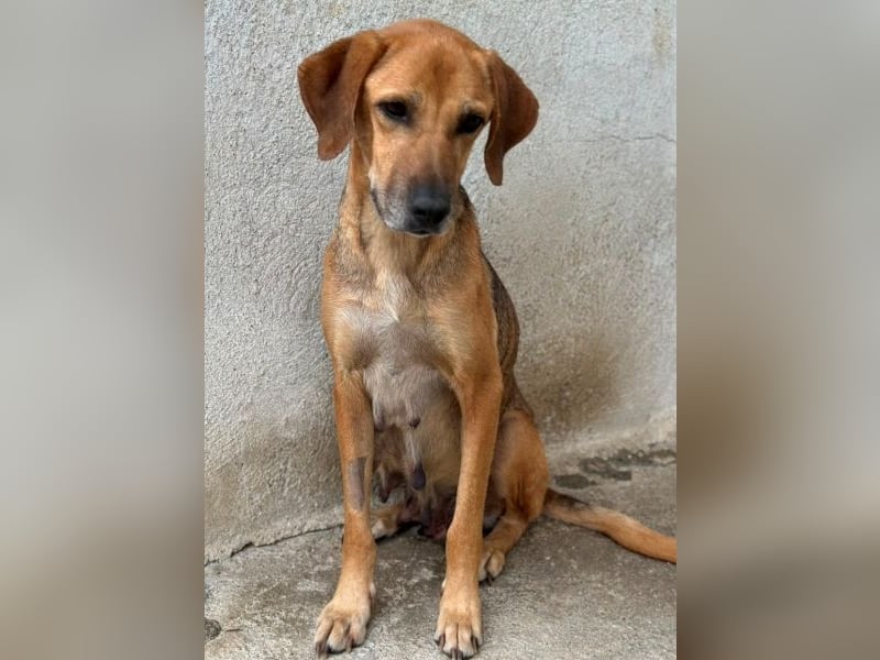Angelina, geb. ca. 07/2022, lebt in GRIECHENLAND, im städt. Tierheim Serres