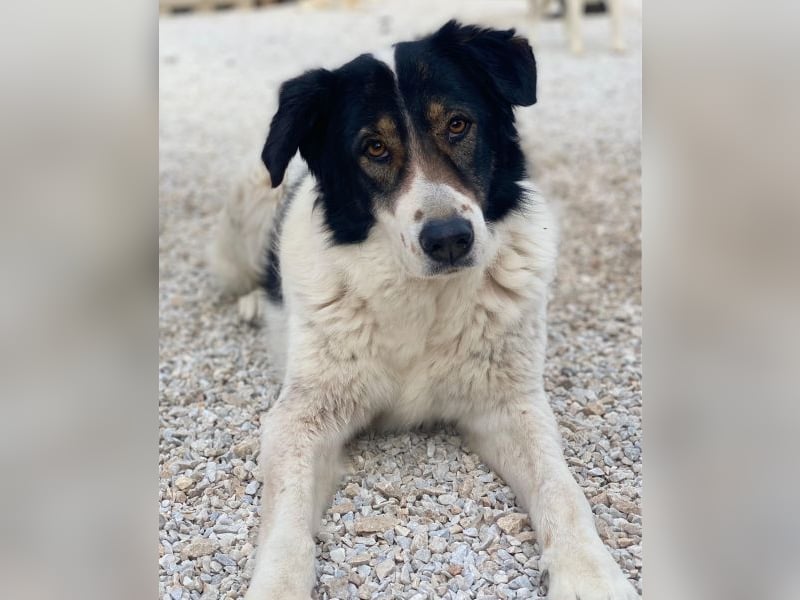 Xalia, geb. ca. 03/2018, lebt in GRIECHENLAND, im städt. Tierheim Serres