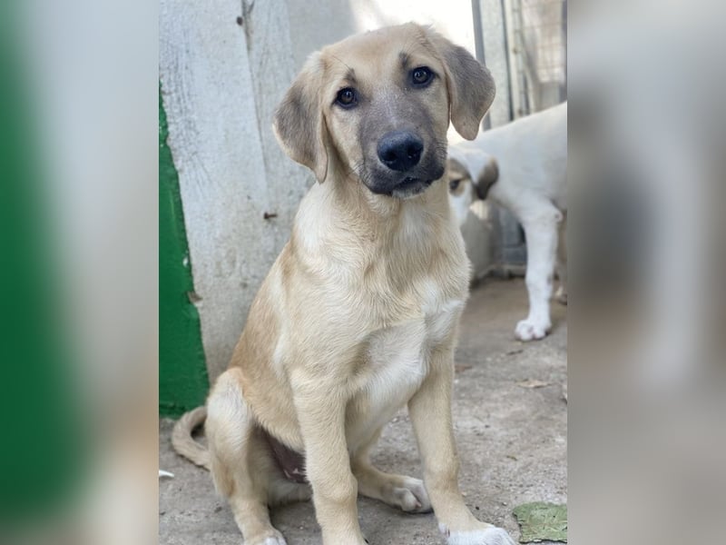 Arthur, geb. ca. 02/2024, lebt in GRIECHENLAND, im städt. Tierheim Serres