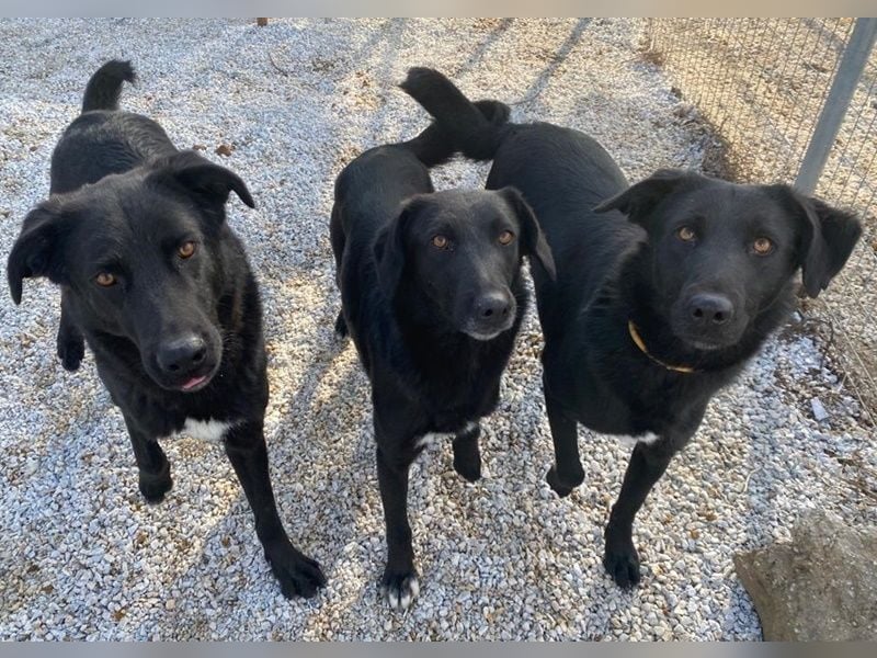 Acero, geb. ca. 01/2019, lebt in GRIECHENLAND, im städt. Tierheim Serres