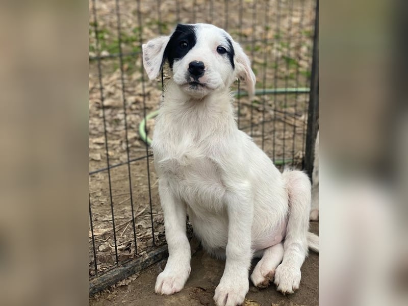 Chardonnay, geb. ca. 08/2025, lebt in GRIECHENLAND, auf einer privaten Pflegestelle