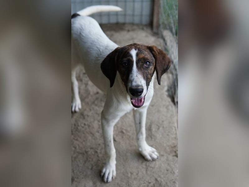 Ubena, geb. ca. 02/2025, lebt in GRIECHENLAND, auf einer privaten Pflegestelle