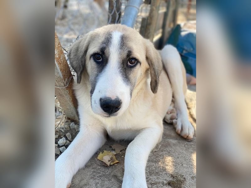 Manella, geb. ca. 04/2025, lebt in GRIECHENLAND, im städt. Tierheim Serres