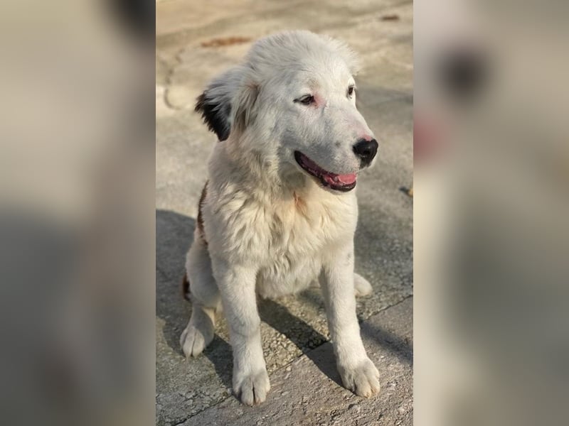 Canja, geb. ca. 08/2022, lebt in GRIECHENLAND, im städt. Tierheim Serres